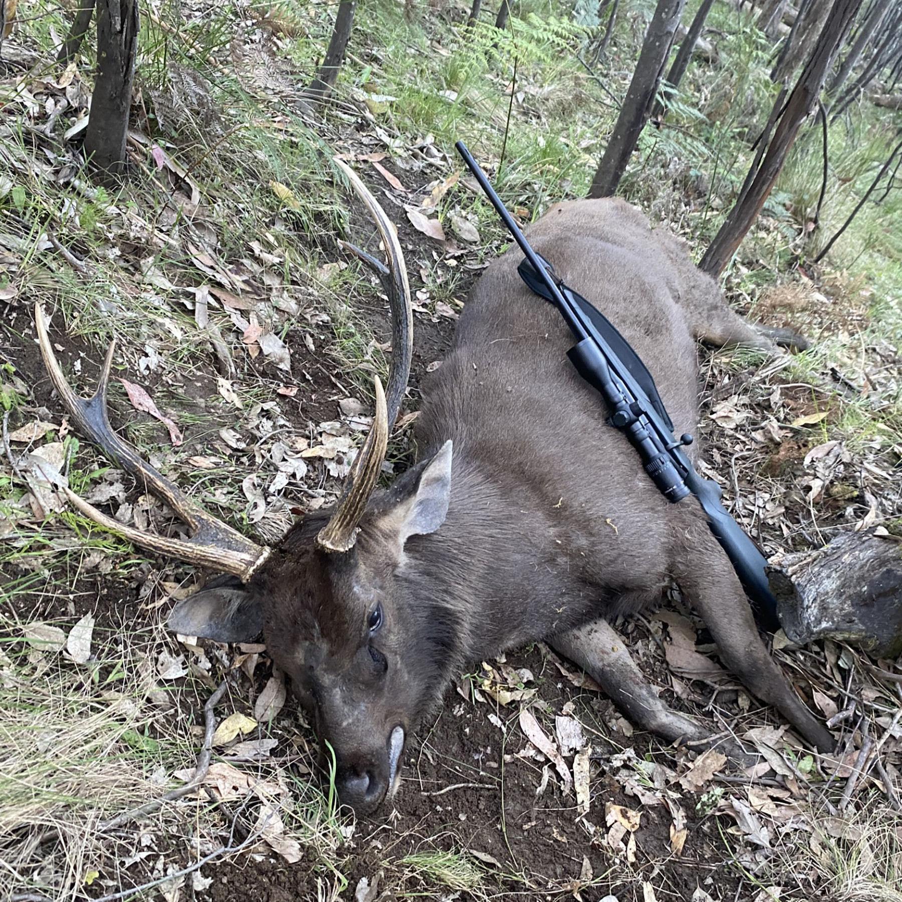 A 165gn Federal Trophy Bonded Tip pushed at a decent pace ensures the .308 is an excellent sambar killer