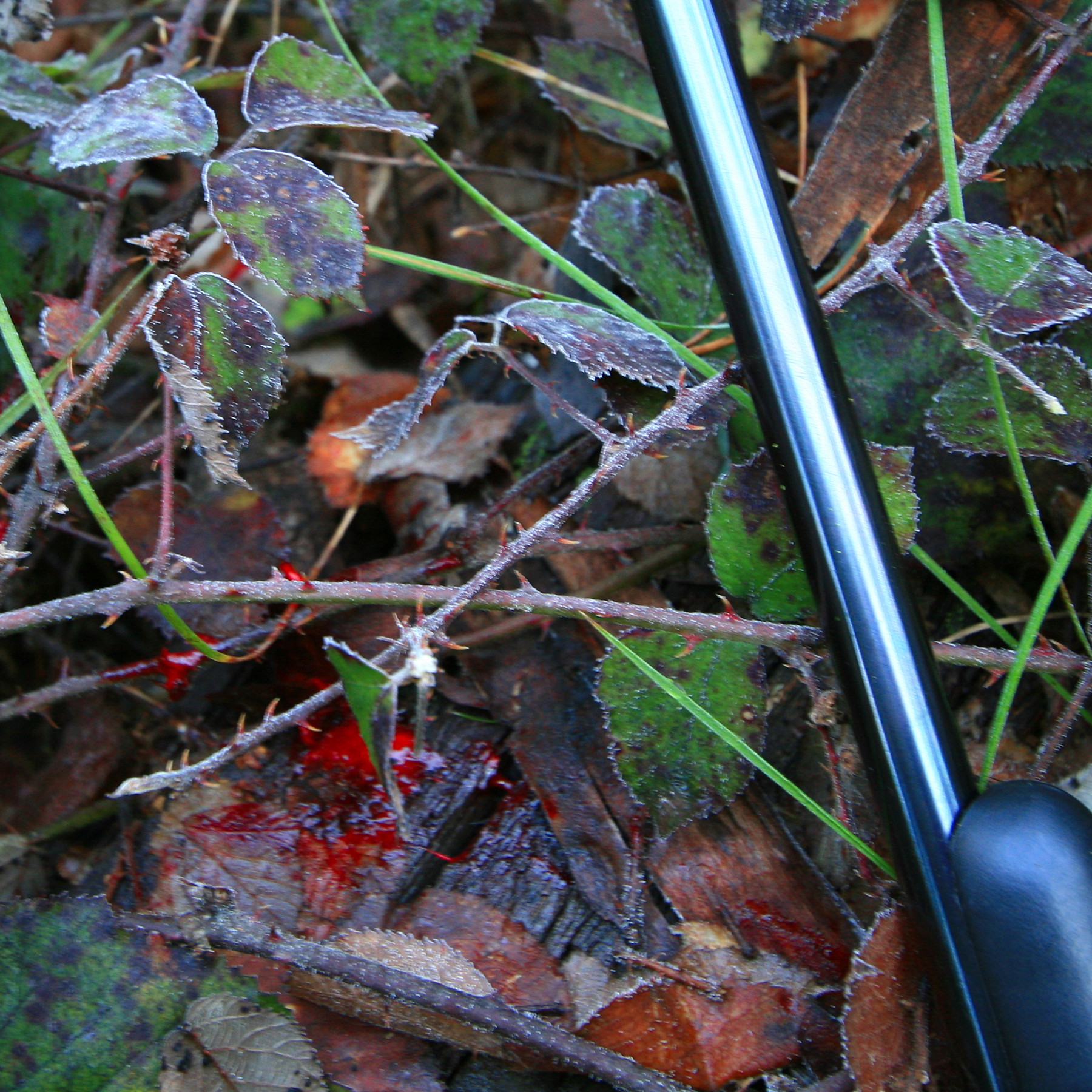 Tracking an animal is part of any hunt