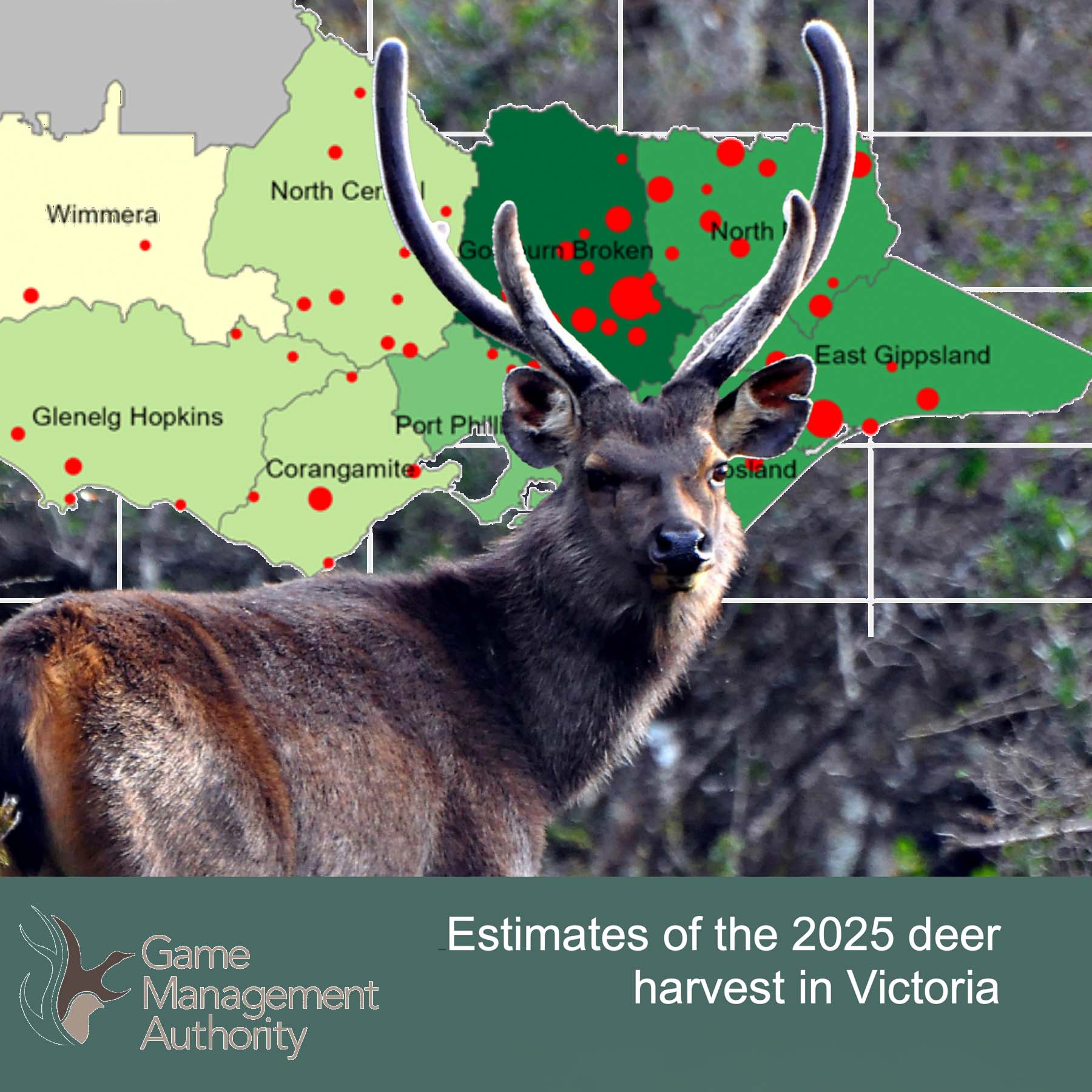 Hunters harvested nearly 160,000 deer in Victoria in 2025